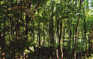 Piattaforma Ecovadis: cos’è e come funziona