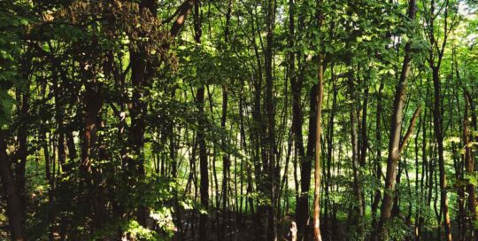 Piattaforma Ecovadis: cos’è e come funziona