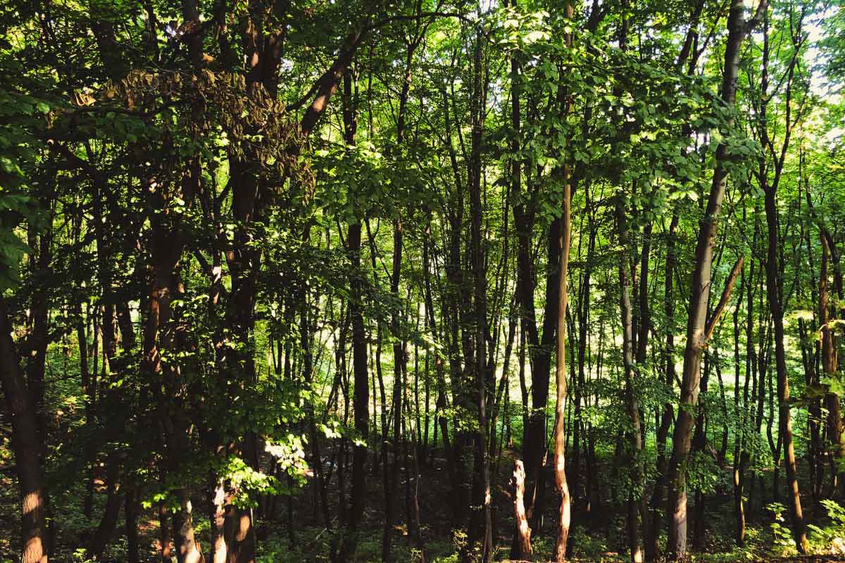 Piattaforma Ecovadis: cos’è e come funziona